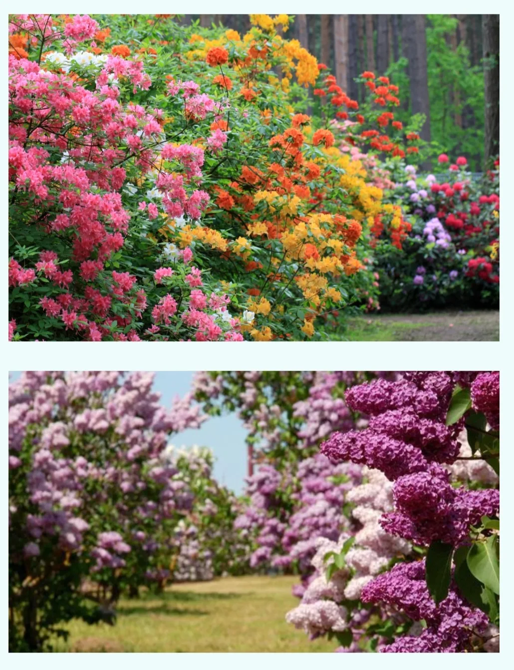 Aiaretk Jaan Mettikuga Dobelesse sireleid ja Babitesse rododendroneid vaatama