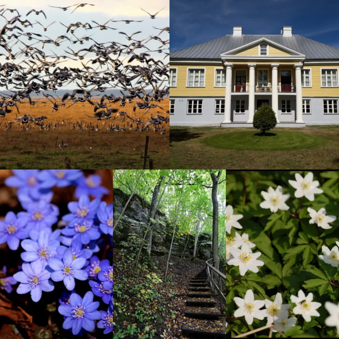 Kevadretk Peeter Vissakuga Matsalu rahvusparki ja Puhtu metsa linde, ülaseid ja karulauku vaatama